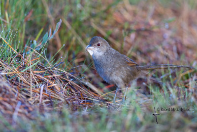 Eastern Bristlebird