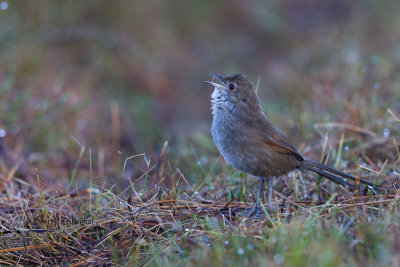Eastern Bristlebird