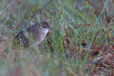 Eastern Bristlebird