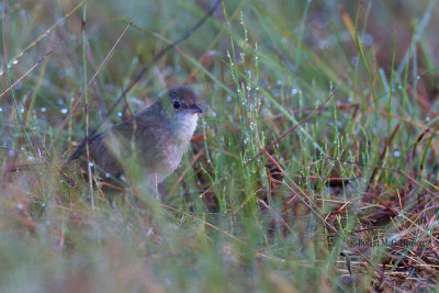 Eastern Bristlebird