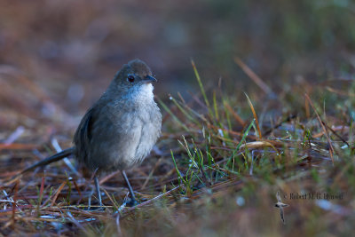 Eastern Bristlebird