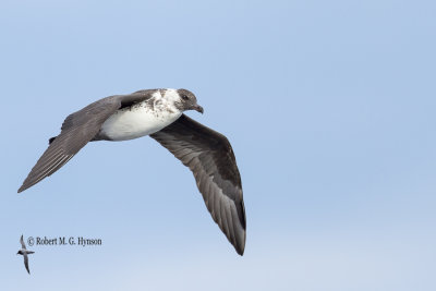 Pomarine Jeager