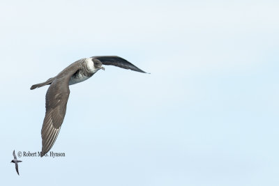 Pomarine Jeager