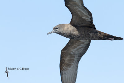 Wedge-tailed Shearwater