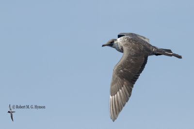 Pomarine Jeager