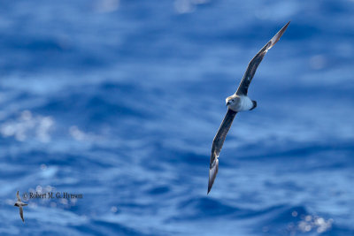 Kermadec Petrel