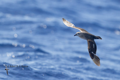 Kermadec Petrel