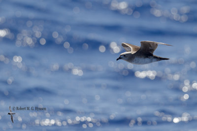 Kermadec Petrel