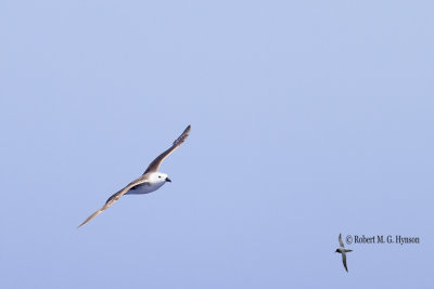 Kermadec Petrel