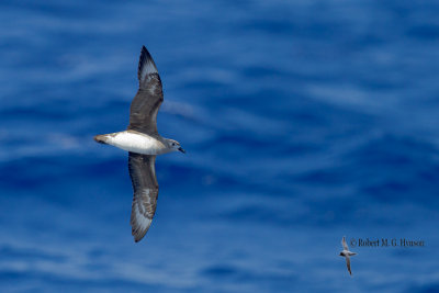 Kermadec Petrel