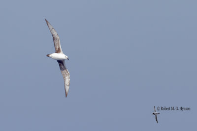 Kermadec Petrel