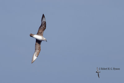 Kermadec Petrel