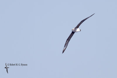 Kermadec Petrel