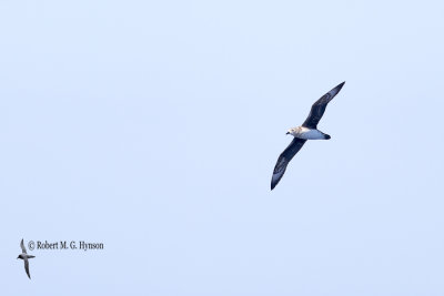 Kermadec Petrel