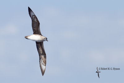 Kermadec Petrel