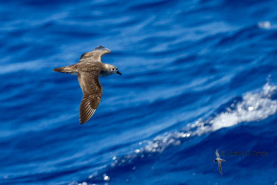 Kermadec Petrel