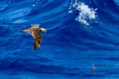 Kermadec Petrel