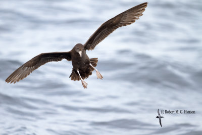 Flesh footed Shearwater