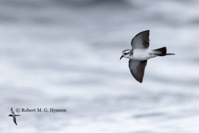 White-faced Storm-petrel