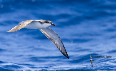 Buller's Shearwater