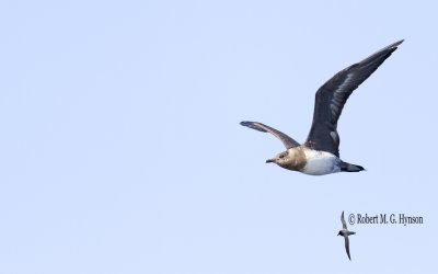 Long-tailed Jaeger