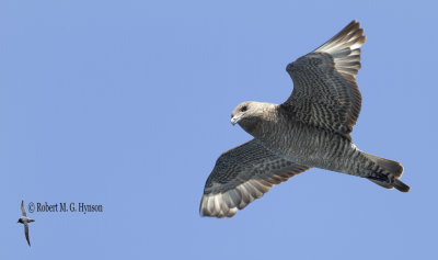 Pomarine Jaeger