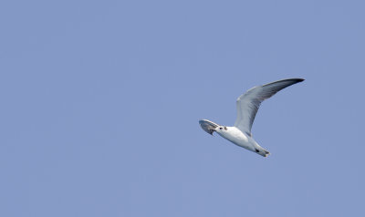 White-winged Black Tern