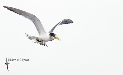 Crested Tern