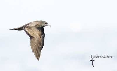 Wedge-tailed Shearwater