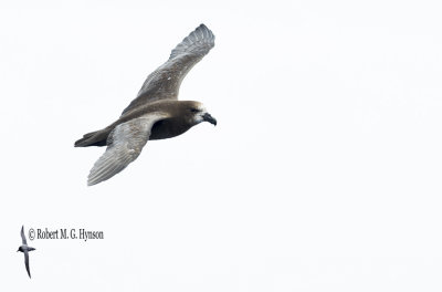 Grey-faced Petrel