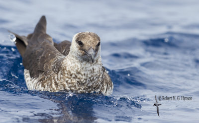 Pomarine Jaeger