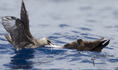 Pomarine Jaeger