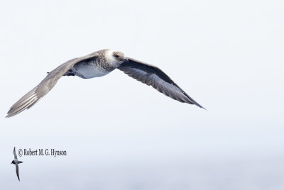 Pomarine Jaeger