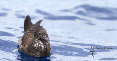 Wedge-tailed Shearwater