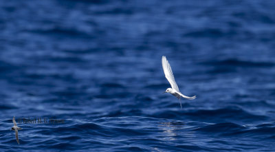 White Tern