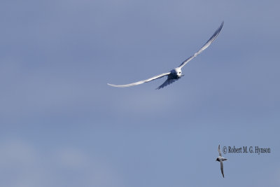 White Tern