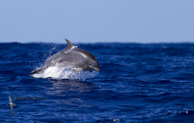 Oceanic Bottlenose Dolphin  