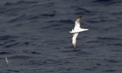 White-necked Petrel