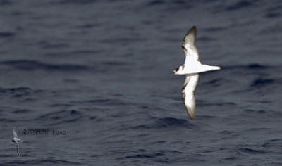 White-necked Petrel