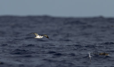 White-necked Petrel