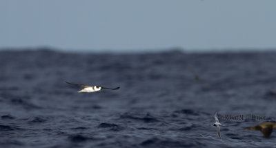 White-necked Petrel