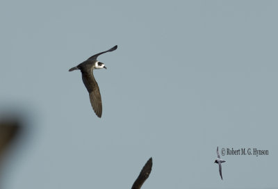White-necked Petrel