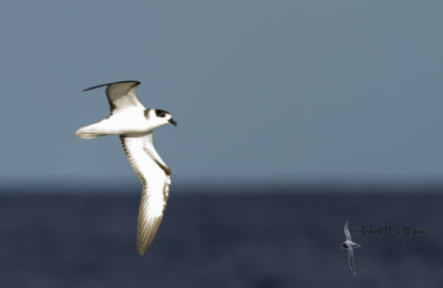white_necked_petrel