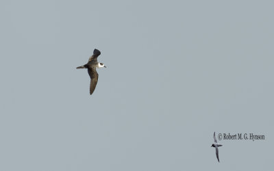 White-necked Petrel