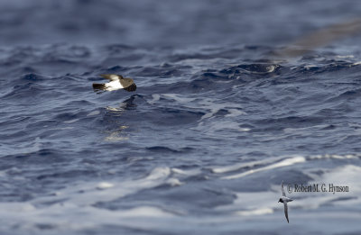 White-bellied Storm-petrel