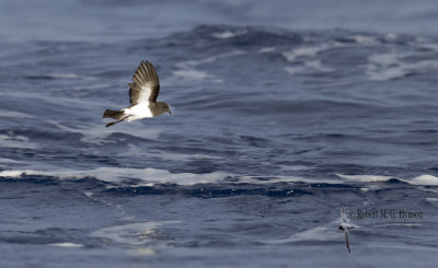 White-bellied Storm-petrel