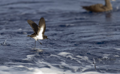 White-bellied Storm-petrel