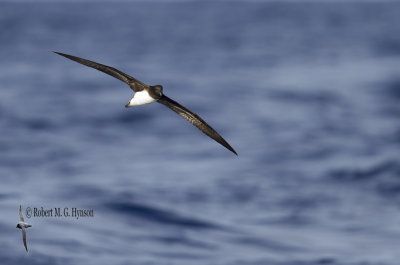 Tahiti Petrel