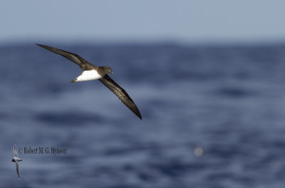 Tahiti Petrel