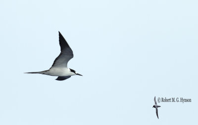 Sooty Tern